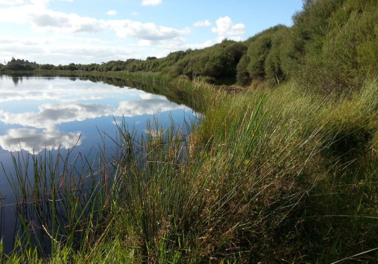 Wetland Walks | Visit Wetlands - National Wetland Trust of New Zealand