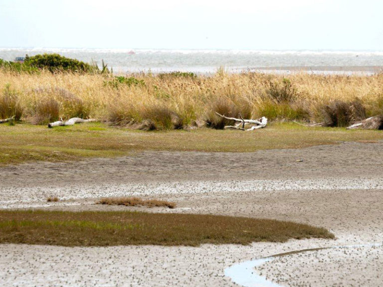 Ramsar Wetlands - National Wetland Trust of New Zealand | Learn More